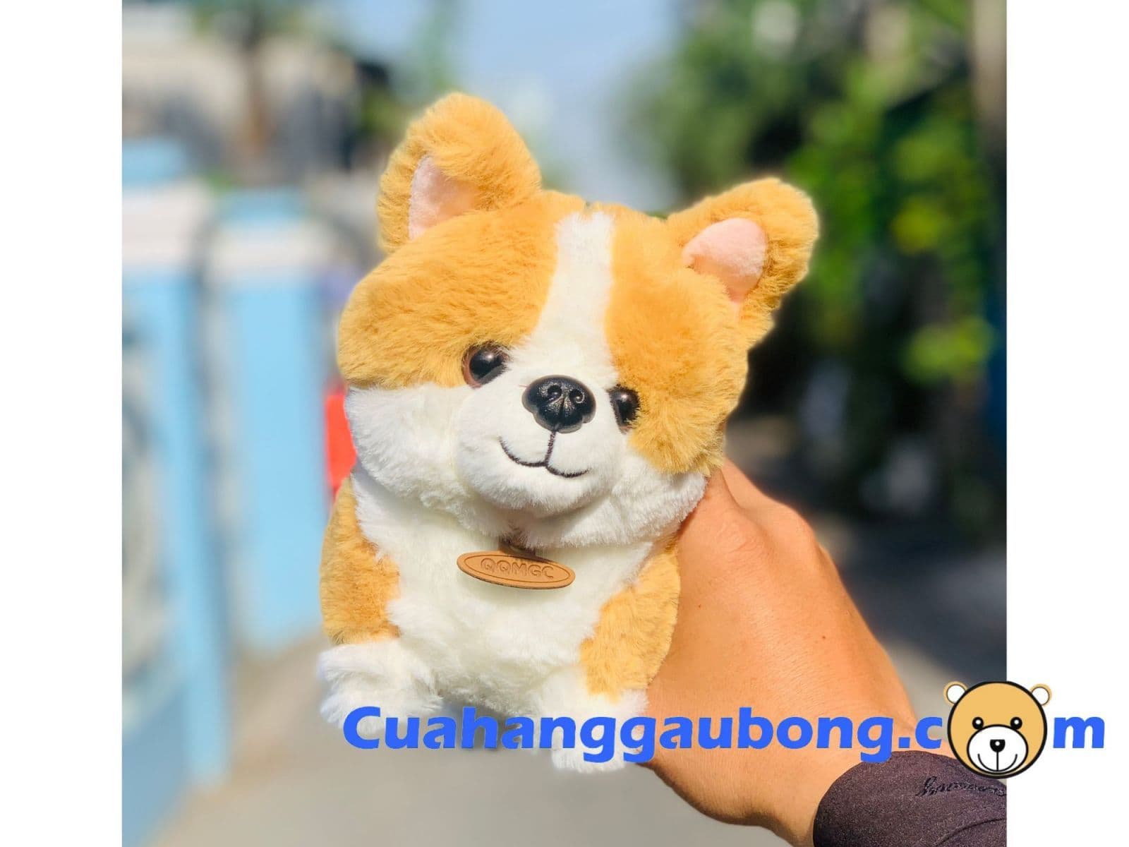 CHÚ CHÓ CORGI NHỒI BÔNG ĐÁNG YÊU ĐÃ CÓ MẶT TẠI CUAHANGGAUBONG